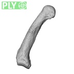 NH MER39 274 Piliocolobus preussi metacarpal first left ply