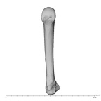 metacarpal fourth left