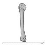 NH MER39 274 Piliocolobus preussi metacarpal fourth left radial
