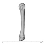 NH MER39 274 Piliocolobus preussi metacarpal fourth left ulnar