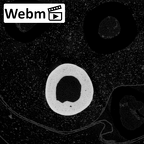 NH MER39 274 Piliocolobus preussi metacarpal fourth left ct stack movie