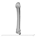 metacarpal second left