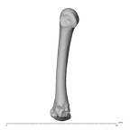 NH MER39 274 Piliocolobus preussi metacarpal second left radial