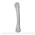 NH MER39 274 Piliocolobus preussi metacarpal second left ulnar