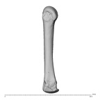 NH MER39 274 Piliocolobus preussi metacarpal third left radial