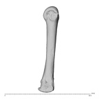 NH MER39 274 Piliocolobus preussi metacarpal third left ulnar