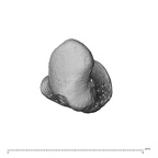 pisiform left