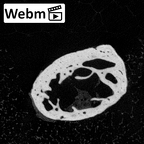 NH MER39 274 Piliocolobus preussi pisiform left ct stack movie