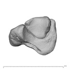 NH MER39 274 Piliocolobus preussi scaphoid left os centrale distal