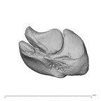 NH MER39 274 Piliocolobus preussi scaphoid left os centrale disto-radial