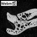 NH MER39 274 Piliocolobus preussi scaphoid left os centrale ct stack movie