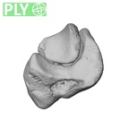 NH MER39 274 Piliocolobus preussi scaphoid left os centrale ply