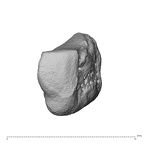 trapezium left