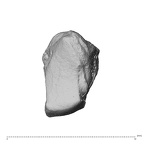NH MER39 274 Piliocolobus preussi trapezium left ulnar