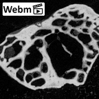 NH MER39 274 Piliocolobus preussi trapezium left ct stack movie