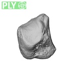 NH MER39 274 Piliocolobus preussi trapezium left ply