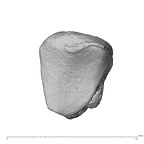 NH MER39 274 Piliocolobus preussi trapezoid left distal