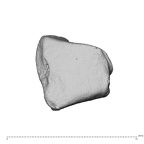 NH MER39 274 Piliocolobus preussi trapezoid left radial