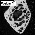 NH MER39 274 Piliocolobus preussi trapezoid left ct stack movie