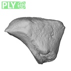 NH MER39 274 Piliocolobus preussi trapezoid left ply