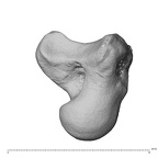 NH MER39 285 Piliocolobus preussi capitate right ulnar
