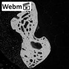 NH MER39 285 Piliocolobus preussi capitate right ct stack movie