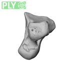 NH MER39 285 Piliocolobus preussi capitate right ply