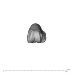 NH MER39 285 Piliocolobus preussi hand phalanx fifth proximal right distal