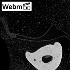 NH MER39 285 Piliocolobus preussi hand phalanx fifth proximal right ct stack movie