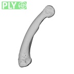 NH MER39 285 Piliocolobus preussi hand phalanx fifth proximal right ply