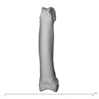 NH MER39 285 Piliocolobus preussi hand phalanx fourth proximal right dorsal