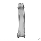 NH MER39 285 Piliocolobus preussi hand phalanx fourth proximal right palmar