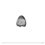 NH MER39 285 Piliocolobus preussi hand phalanx fourth proximal right proximal