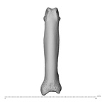 NH MER39 285 Piliocolobus preussi hand phalanx second proximal right dorsal