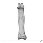 hand phalanx second proximal right