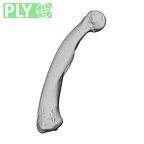 NH MER39 285 Piliocolobus preussi hand phalanx second proximal right ply