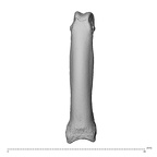 NH MER39 285 Piliocolobus preussi hand phalanx third proximal right dorsal