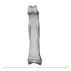 NH MER39 285 Piliocolobus preussi hand phalanx third proximal right palmar
