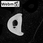 NH MER39 285 Piliocolobus preussi hand phalanx third proximal right ct stack movie