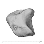 NH MER39 285 Piliocolobus preussi lunate right disto-ulnar