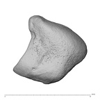 NH MER39 285 Piliocolobus preussi lunate right proximo-ulnar