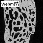 NH MER39 285 Piliocolobus preussi lunate right ct stack movie