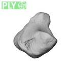 NH MER39 285 Piliocolobus preussi lunate right ply