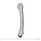 NH MER39 285 Piliocolobus preussi metacarpal fifth right radial