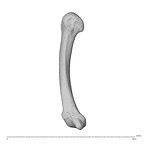 NH MER39 285 Piliocolobus preussi metacarpal fifth right ulnar