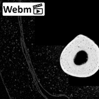 NH MER39 285 Piliocolobus preussi metacarpal fifth right ct stack movie
