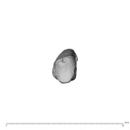 NH MER39 285 Piliocolobus preussi metacarpal first right proximal