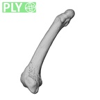 NH MER39 285 Piliocolobus preussi metacarpal first right ply
