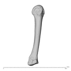 NH MER39 285 Piliocolobus preussi metacarpal fourth right radial