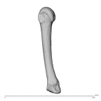 NH MER39 285 Piliocolobus preussi metacarpal fourth right ulnar